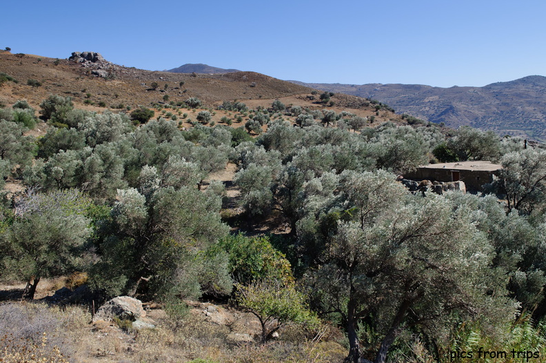 Olive trees in the countryside2010d18c142.jpg